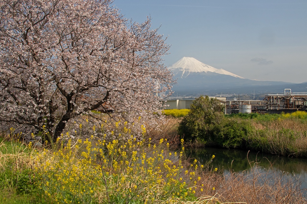 最近の富士山