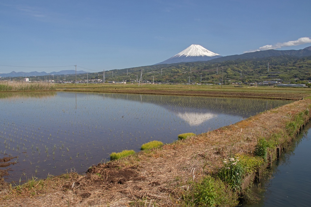 最近の富士山
