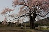 桜の銘木・２
